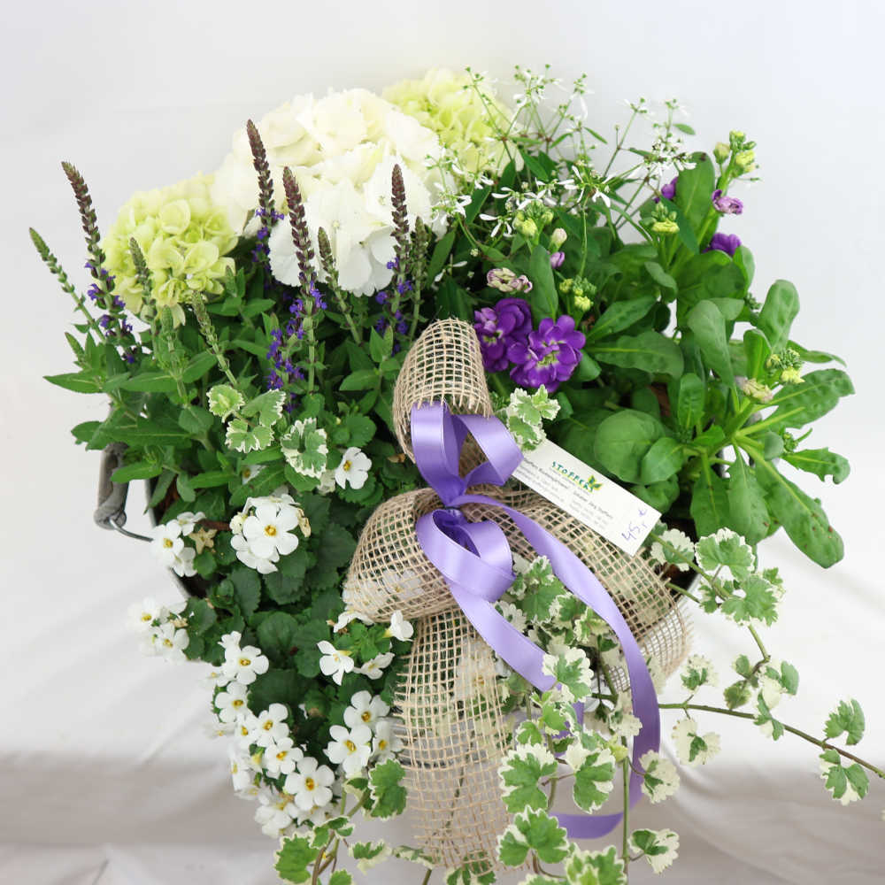  Sommerblumen und mehrjährige Stauden drängen sich in dieser rustikalen Zinkwanne dicht aneinander. Mit dabei: Hortenisen, Salvia, Levkojen und Bacopa. 